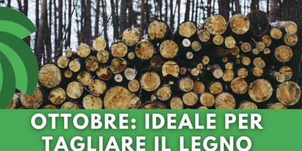 OTTOBRE: IL MOMENTO IDEALE PER TAGLIARE IL LEGNO