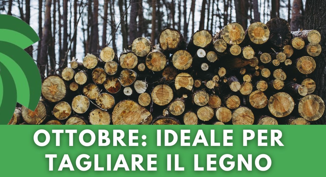 OTTOBRE: IL MOMENTO IDEALE PER TAGLIARE IL LEGNO