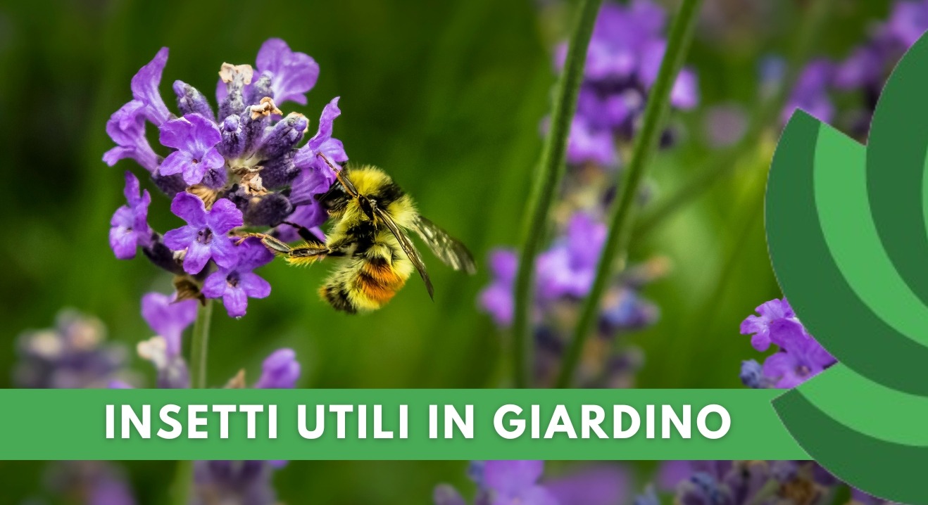 COME MANTENERE IL GIARDINO SANO E PRODUTTIVO GRAZIE AGLI INSETTI UTILI
